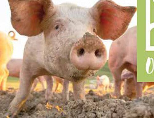 NEU in unserem Sortiment… Offenstall-Schweinefleisch